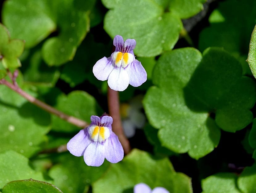 Cymbalaria muralis creciendo sobre una pared de piedra