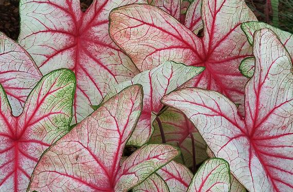 Hojas de caladium con manchas rosas y blancas sobre fondo verde