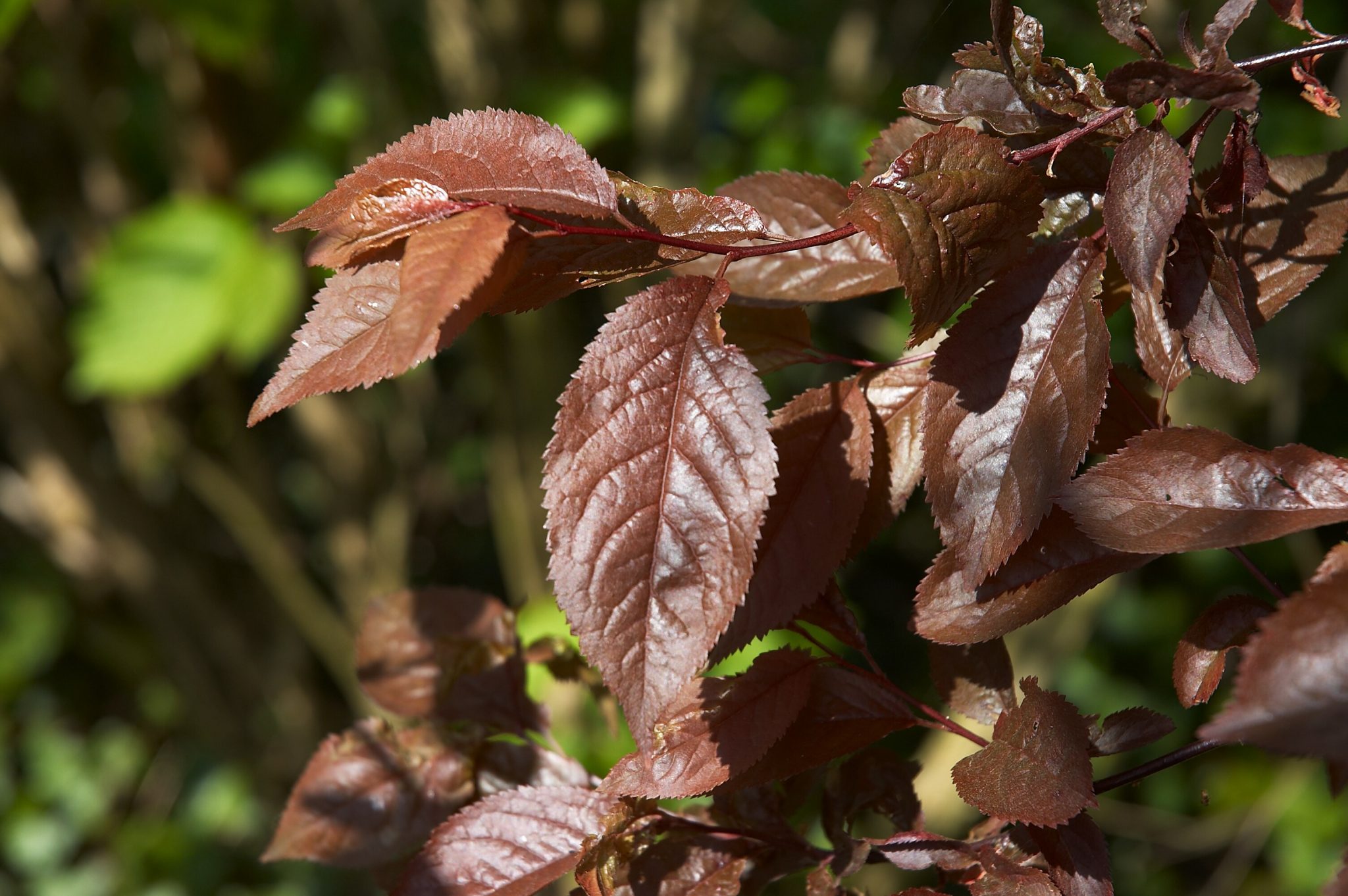 Hojas rojas de Prunus cerasifera Nigra