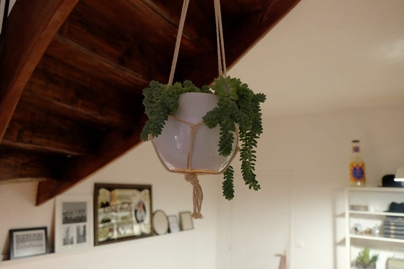 Plantas colgando en un interior
