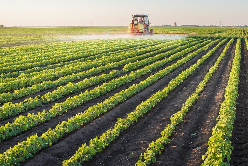 Cultivo siendo trabajado en un suelo agrícola