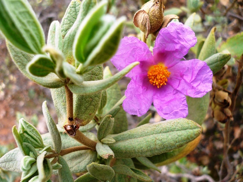Flor rosada de la jara de Cartagena