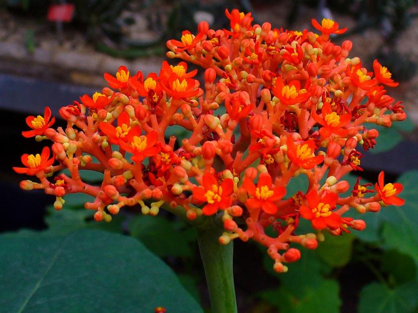 Jatropha podagrica: caudex, floración y cuidados