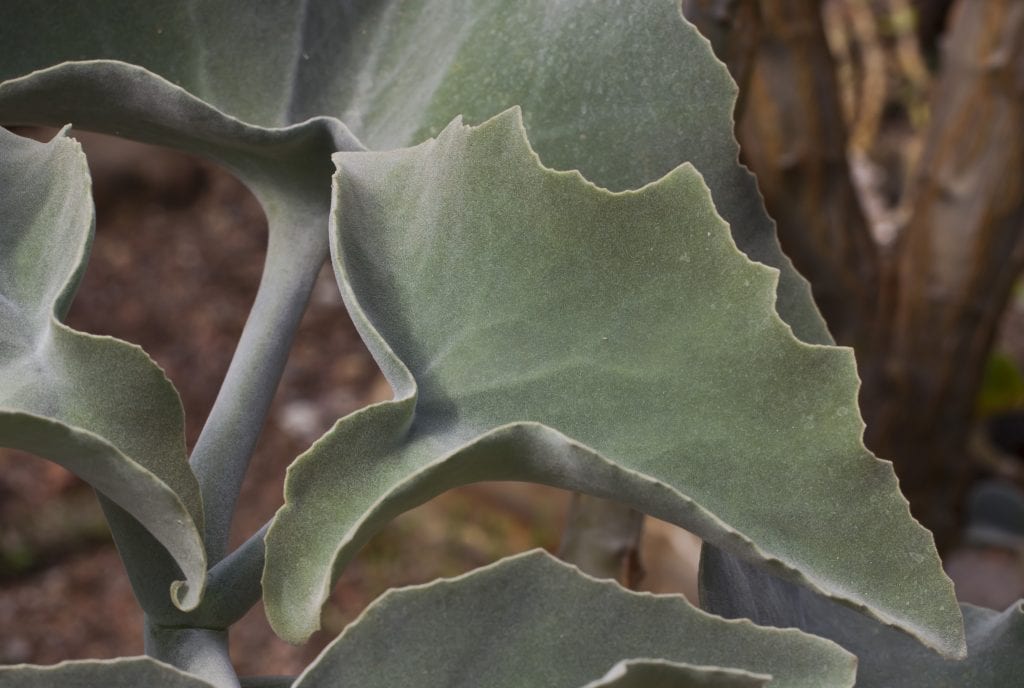 Hoja triangular y afieltrada de Kalanchoe beharensis