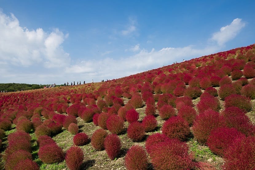 Ladera cubierta de kochia con el color rojizo del otoño