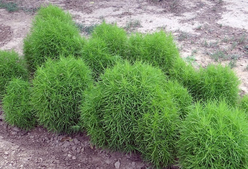 Kochia scoparia (Bassia scoparia): el ciprés de verano