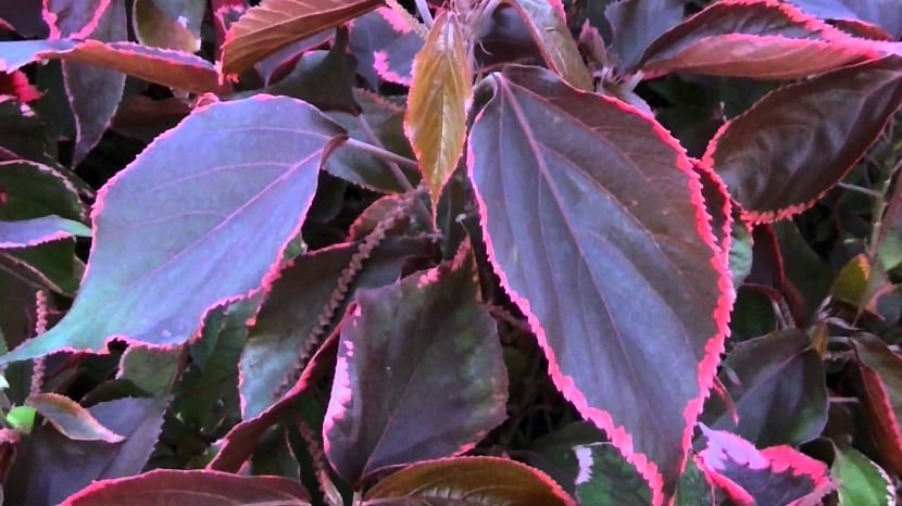 Amento colgante rojo de Acalypha hispida
