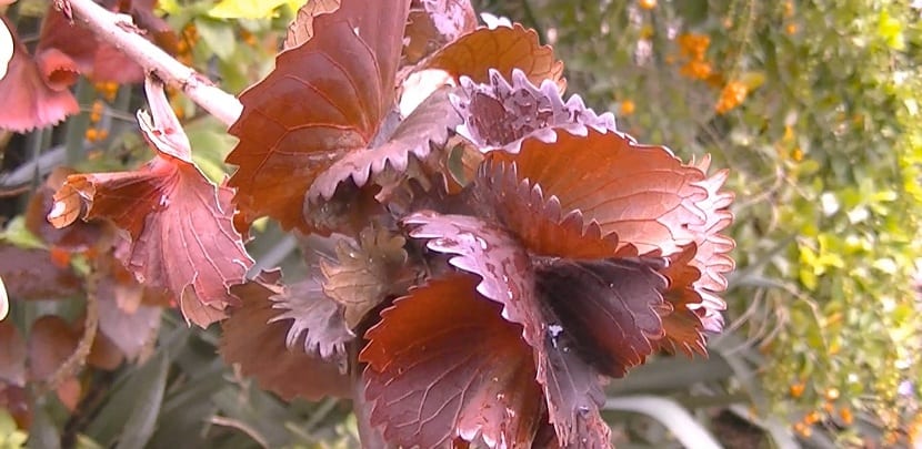Acalifa (Acalypha): cultivo, luz, poda y riego