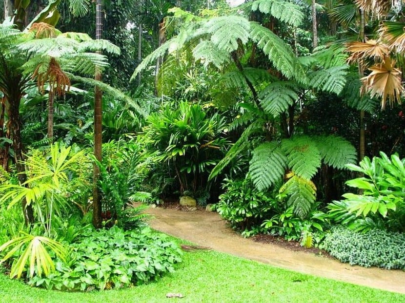 Plantas tropicales: por que fallan en casa y como evitarlo