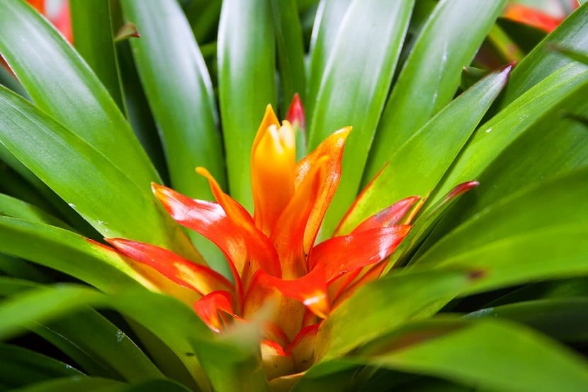 Bromelia en casa: riego por el centro, hijuelos y floracion