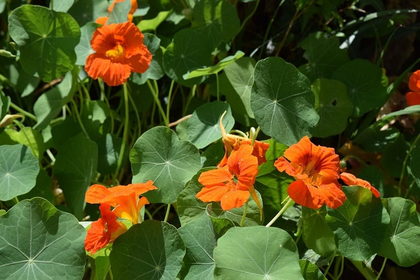 Capuchina (Tropaeolum majus): cultivo y usos en el huerto