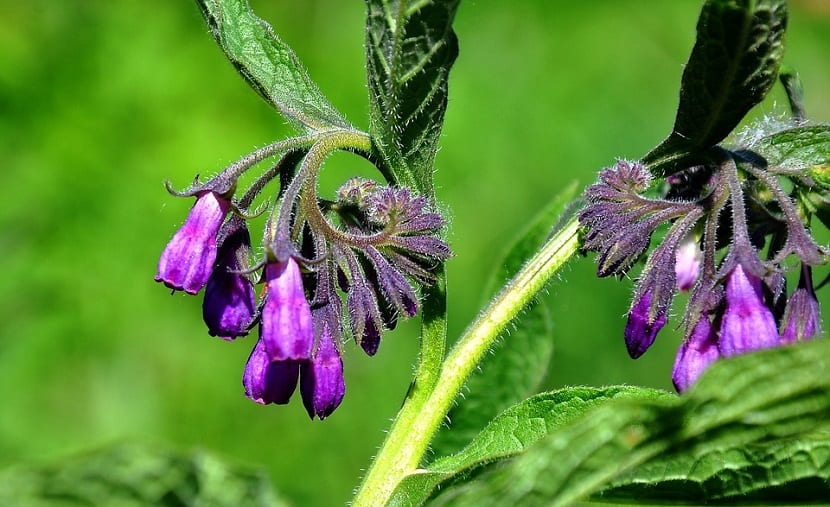 Consuelda (Symphytum officinale): abono verde y toxicidad