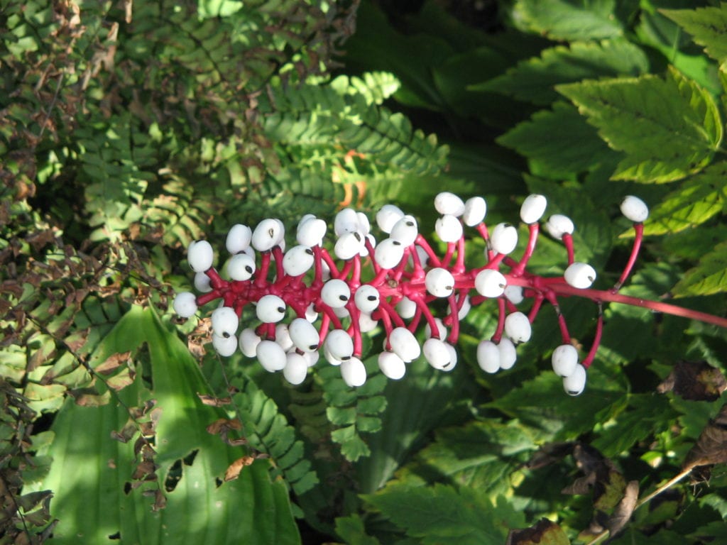 Ojos de muñeca (Actaea pachypoda): toxicidad y cultivo