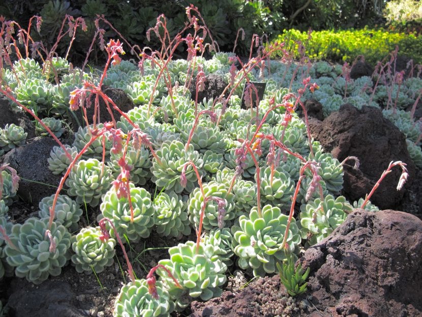 Roseta de Echeveria elegans o rosa de alabastro