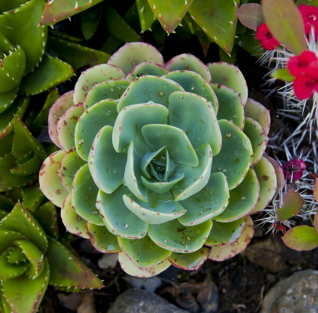 Rosa de alabastro (Echeveria elegans): cuidados y cultivo