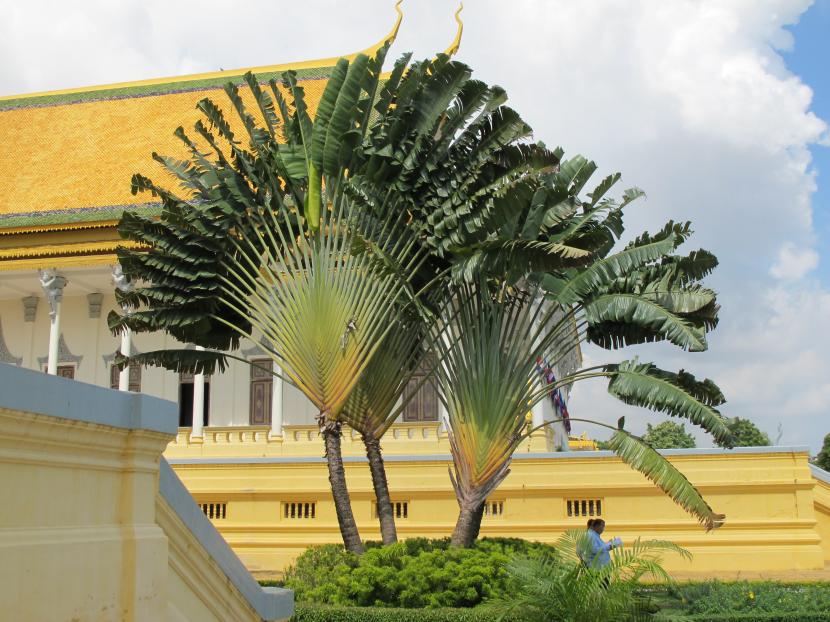 Palma de los viajeros (Ravenala): no es una palmera