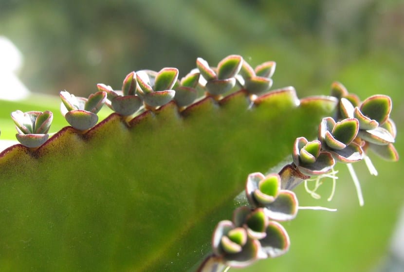 Hoja de Kalanchoe daigremontiana con plántulas en el borde