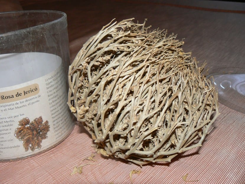 Plantas de resurrección: cómo sobreviven a la desecación