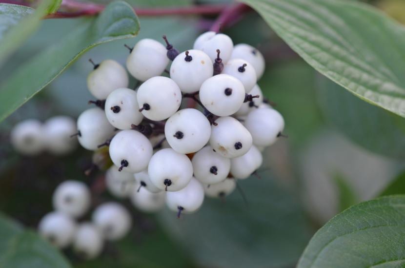 Frutos blancos de Actaea pachypoda sobre pedicelos rojos