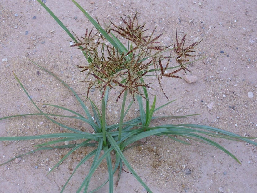 Mata de Cyperus rotundus con su inflorescencia purpúrea