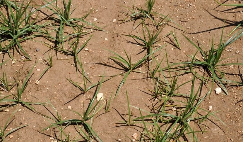 Juncia creciendo entre líneas de cultivo en un huerto