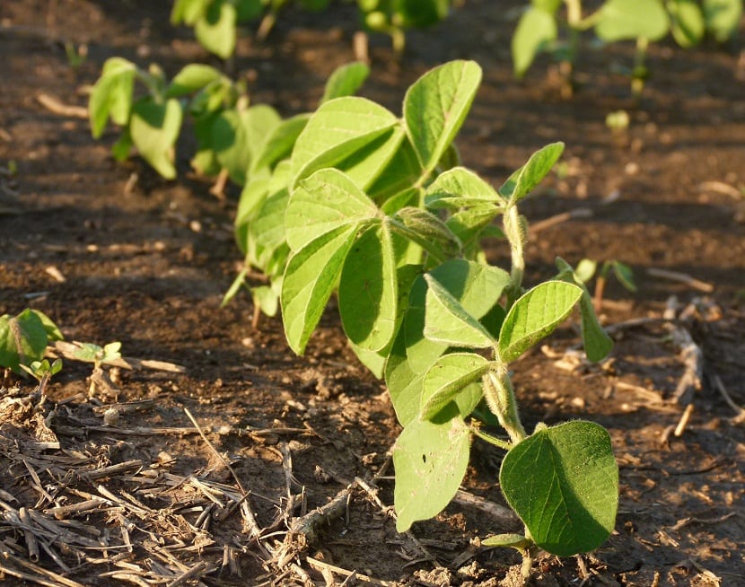 El manganeso en las plantas: carencia, síntomas y corrección