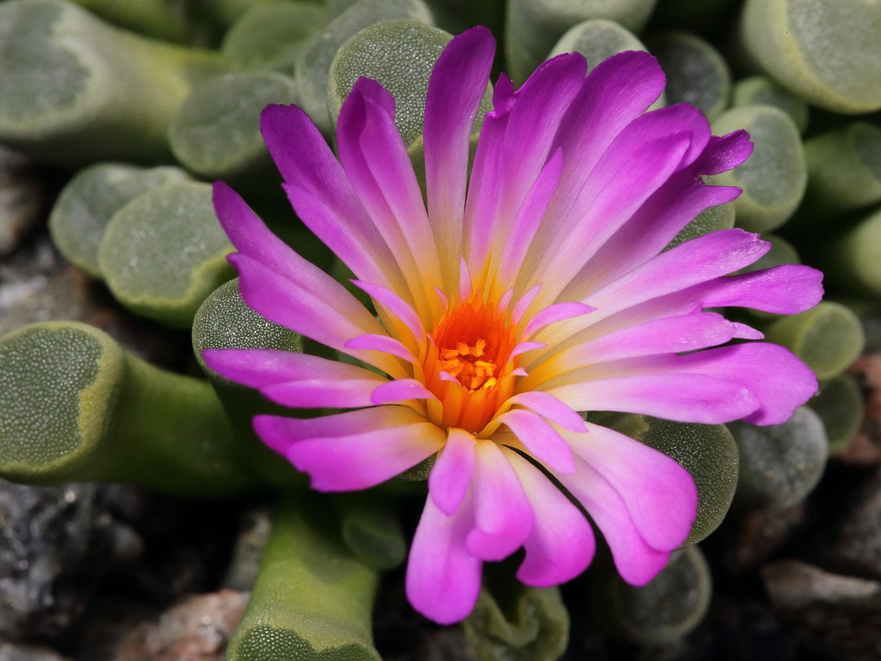 Frithia pulchra: la suculenta con ventanas en las hojas