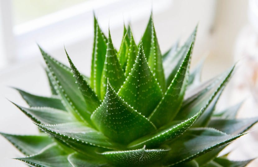 Aloe vera: gel, látex con aloína y cultivo de la planta