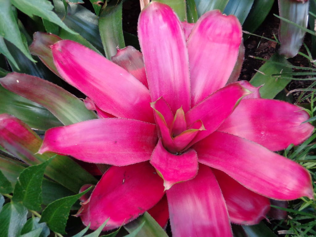 Bromelia con roseta de hojas formando tanque central
