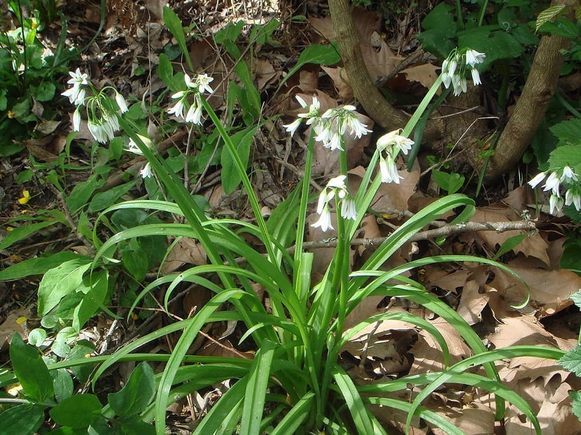 Mata de Allium triquetrum con pequeñas flores blancas