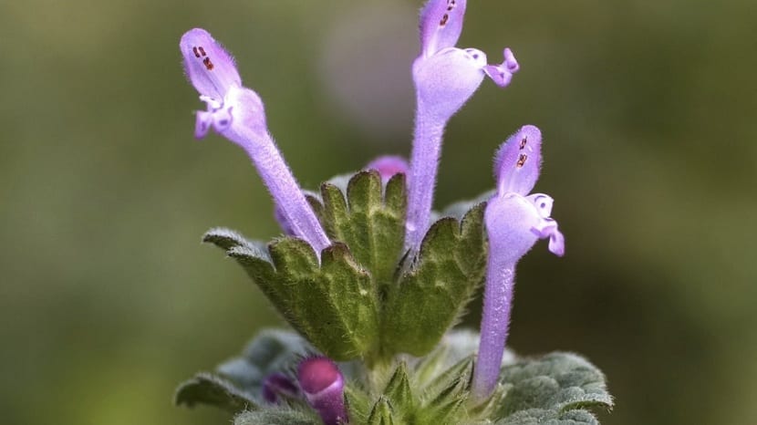Lamium amplexicaule: la ortiga mansa y sus flores cerradas
