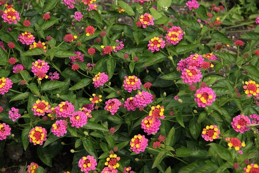 Arbusto de lantana en flor en un jardín