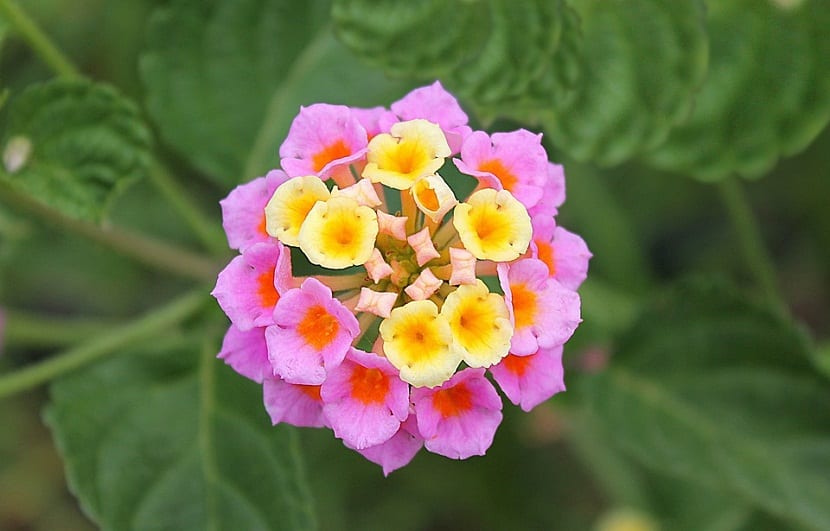 Lantana camara: cultivo, toxicidad y riesgo invasor