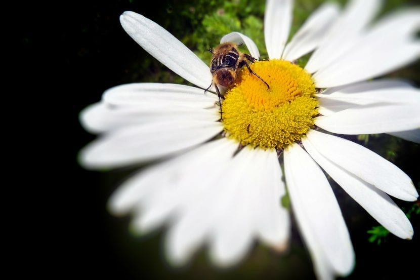 Abeja posada sobre una margarita