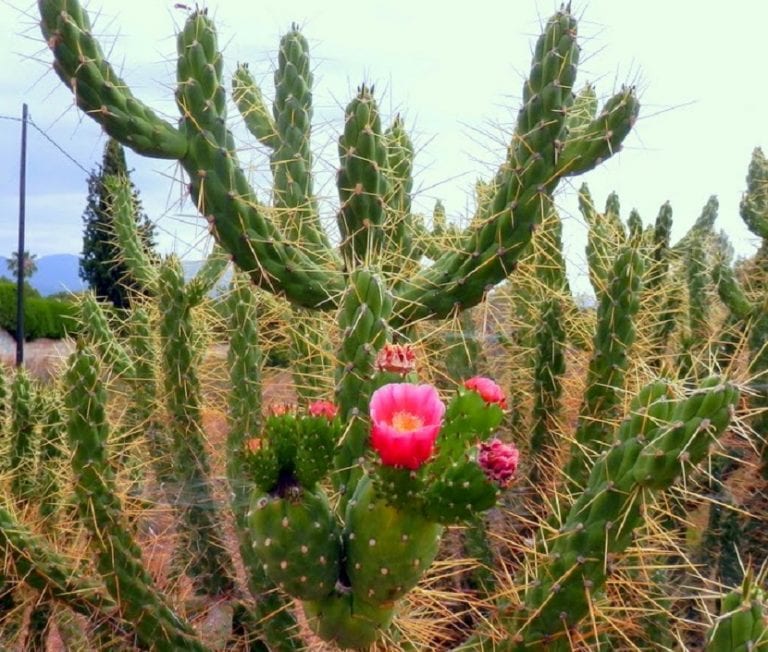 Ejemplo de especies alóctonas en un jardín