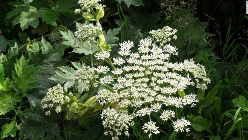 Perejil gigante, Heracleum mantegazzianum, en flor