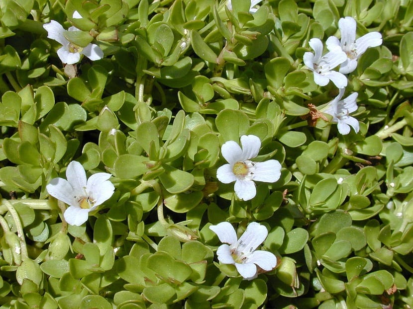 Bacopa monnieri creciendo en agua somera