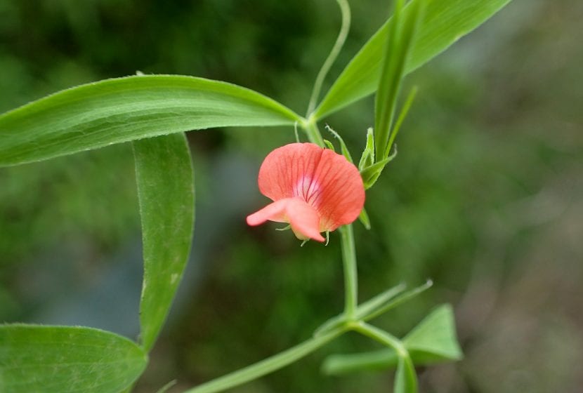 Flor roja anaranjada de Lathyrus cicera