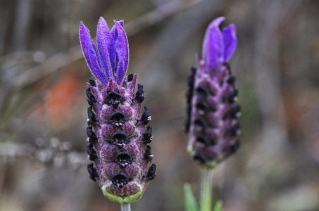 Espigas florales de cantueso con brácteas moradas