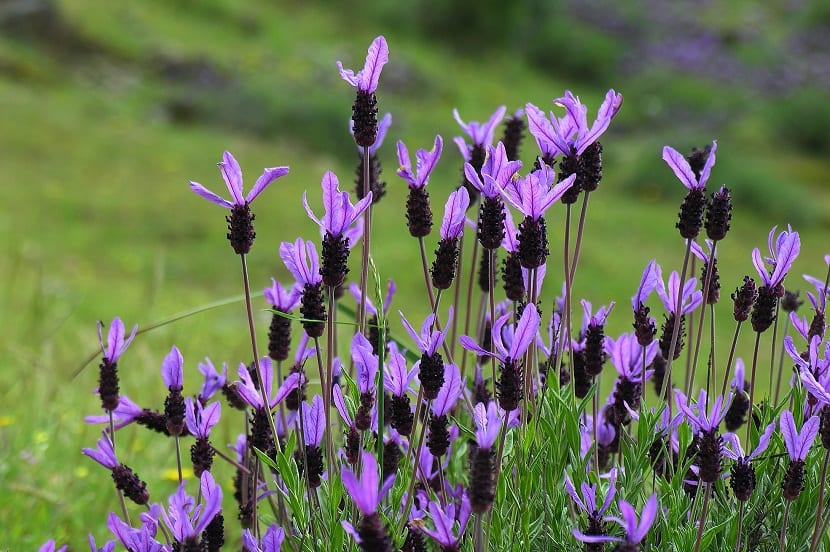 Cantueso (Lavandula stoechas): cultivo, poda y usos