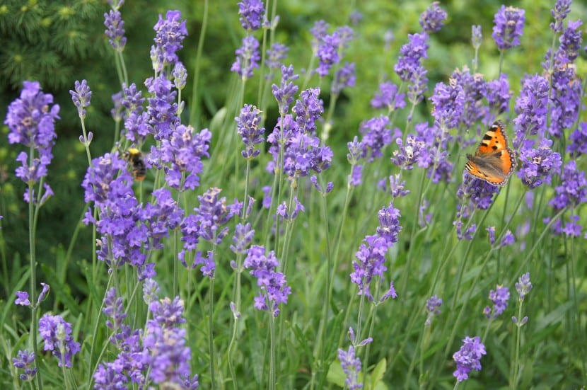 Mariposa sobre una mata de lavanda en flor