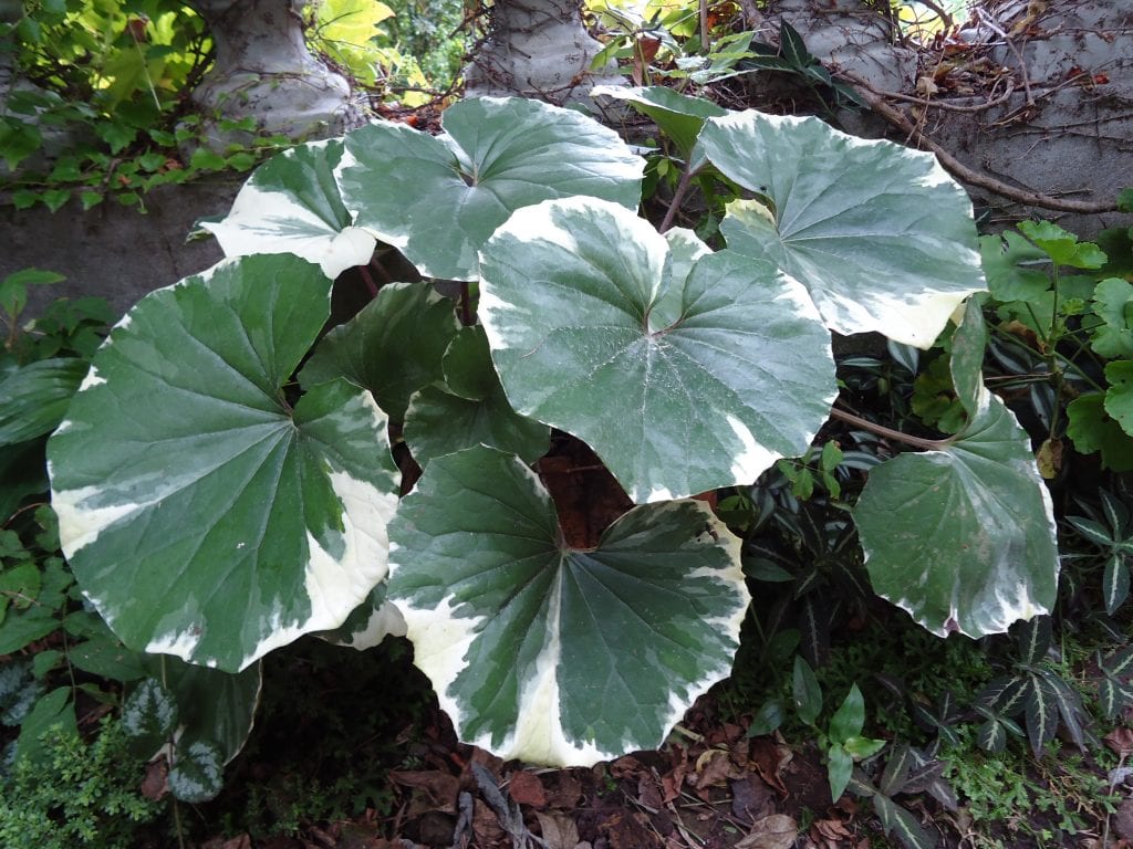 Ligularia: vivaces de hoja grande para sombra húmeda