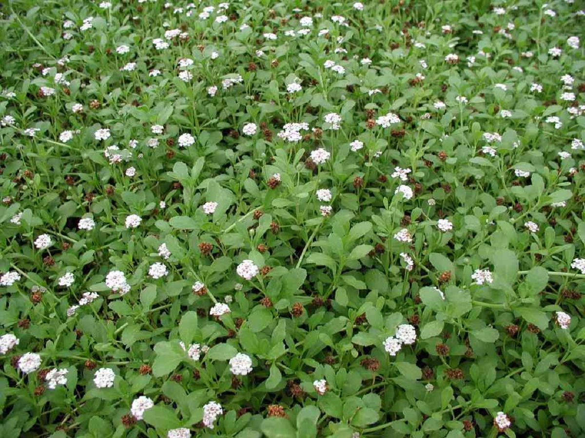 Lippia como césped alternativo: agua, pisoteo y siega