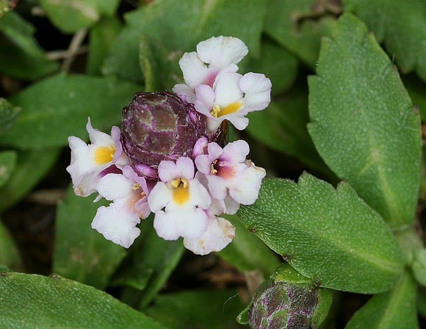 Cabezuelas florales blancas de Phyla nodiflora sobre tapiz verde