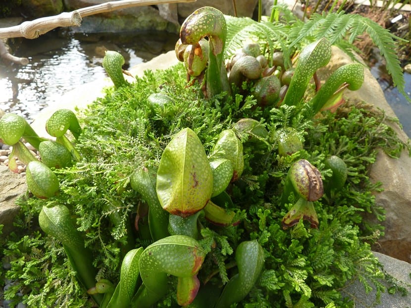Hojas tubulares de Darlingtonia californica con la cúpula y el apéndice bífido