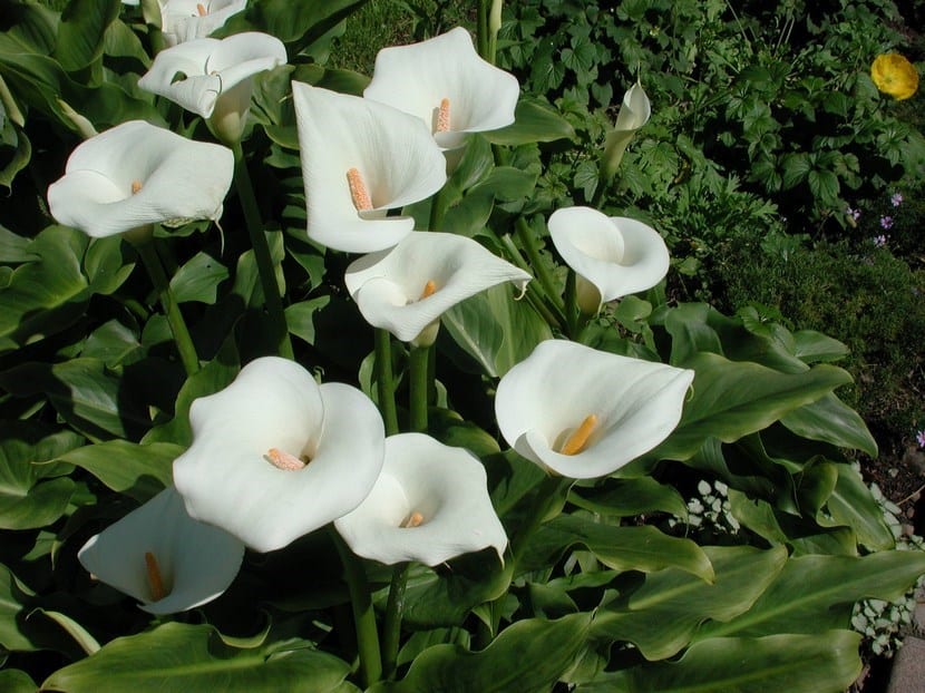 Flores blancas de lirio de agua, Zantedeschia aethiopica