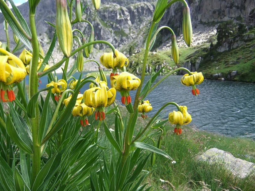 Flor amarilla de Lilium pyrenaicum, el lirio de los Pirineos