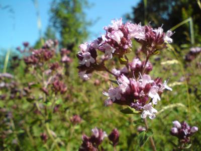 Orégano en flor, momento de la recolección