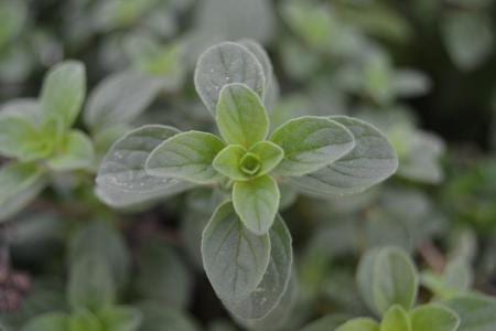Mata de orégano en cultivo