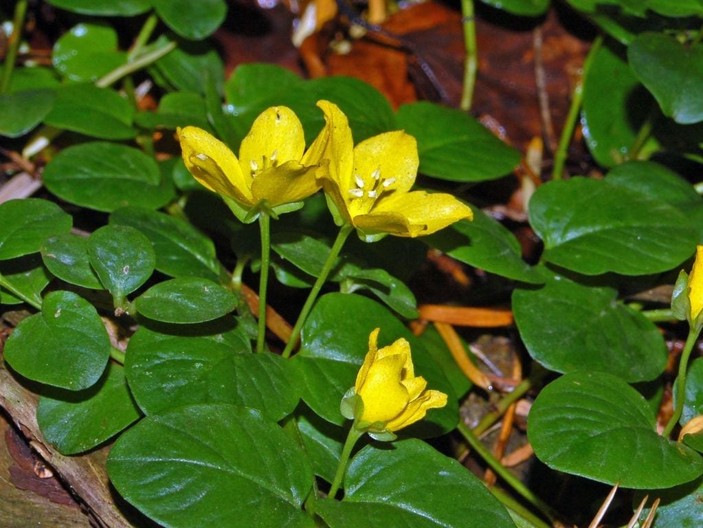 Lysimachia nummularia: hierba de la moneda en el jardín